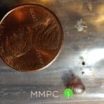 bed bug eggs next to penny