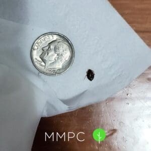 bed bug next to dime