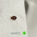bed bug on paper towel