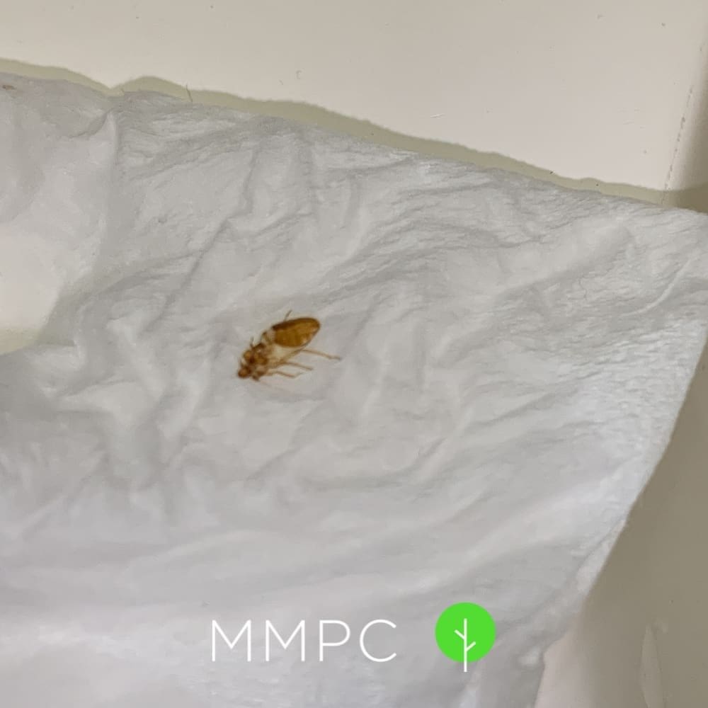 bed bug shell casing