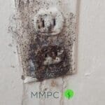 fecal marks covering electrical outlet