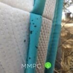 fecal marks on mattress seam