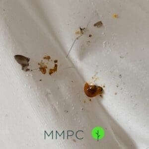 Early Signs of Bed Bugs - MMPC