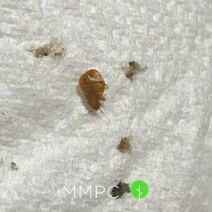 Early Signs of Bed Bugs - MMPC