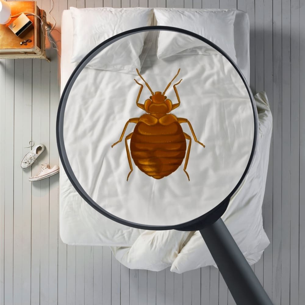 signs of bed bugs