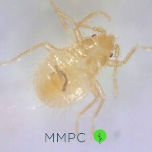 1st instar bed bug nymph under microscope