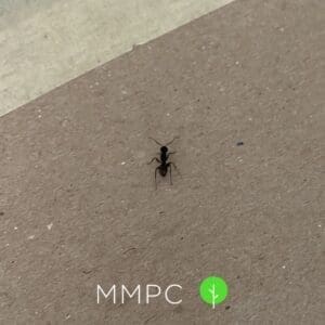 Ant on the ground