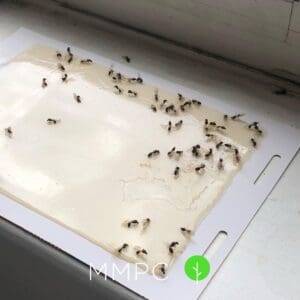 Ant swarmers on glue trap