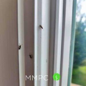 Ants on windowsill