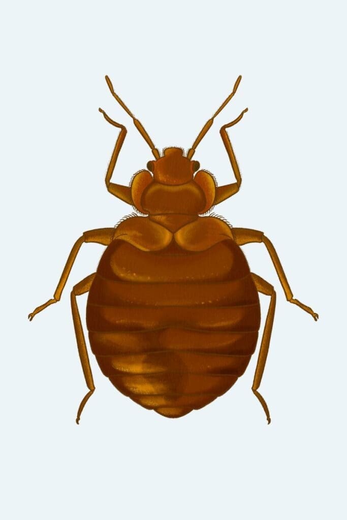 Bed bug adult