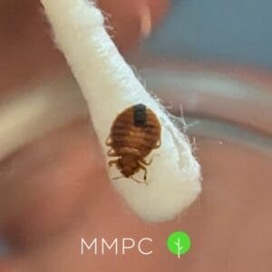 Bed bug close up on q-tip
