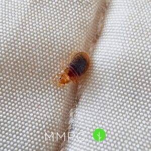 Bed bug nymph in mattress seam