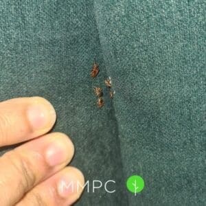 Bed bugs in furniture seam