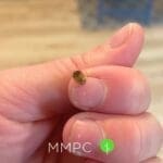 baby cockroach on finger