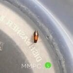 baby german cockroach pale band