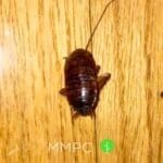 close up of baby cockroach broken antennae