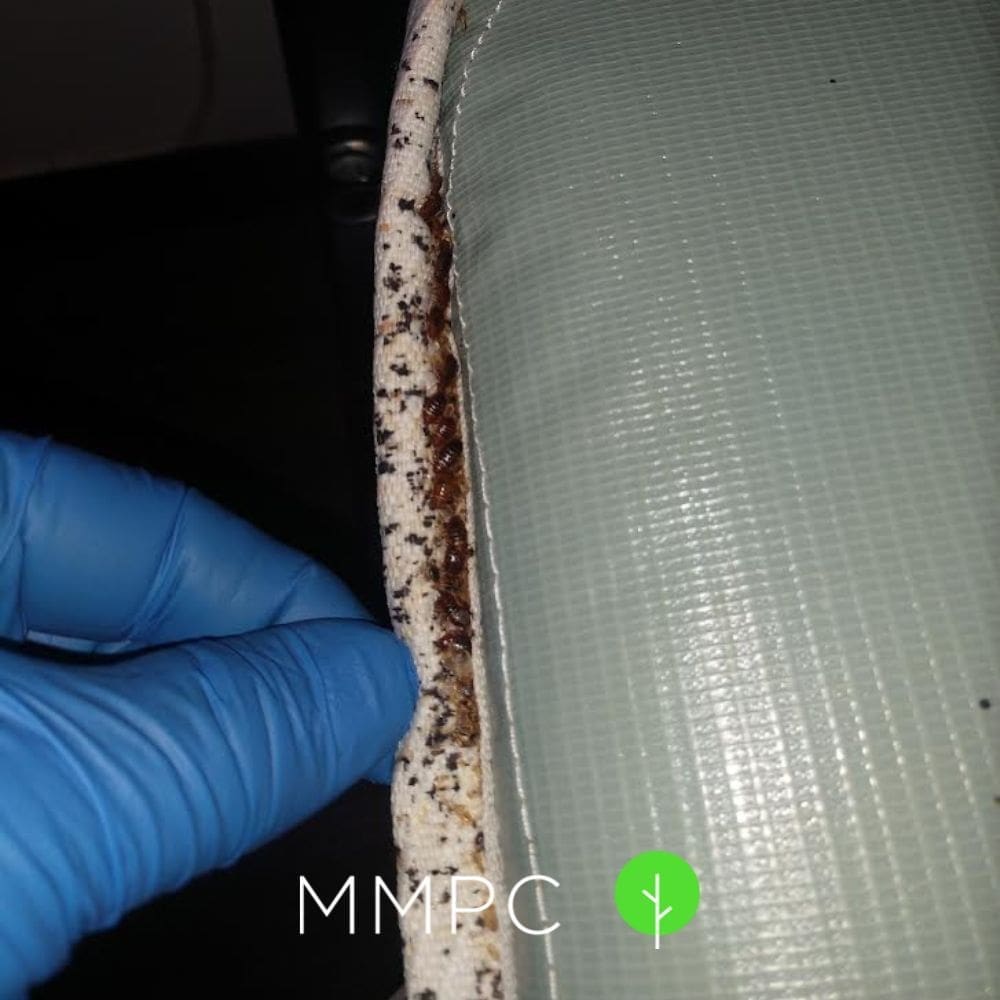 musty odors bed bug feces and debris