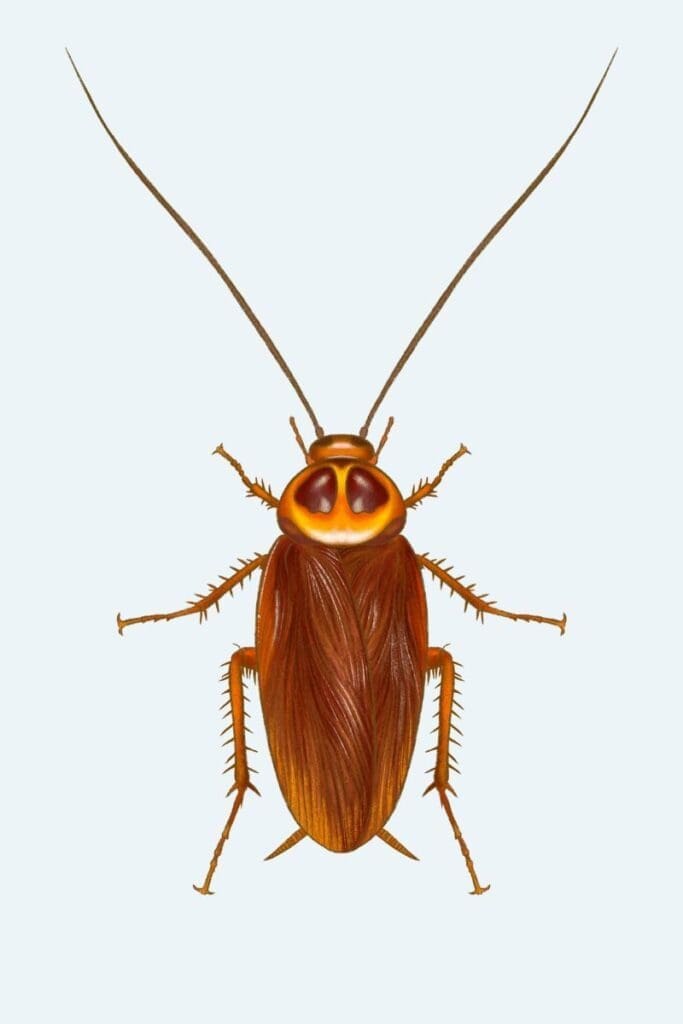 American cockroach