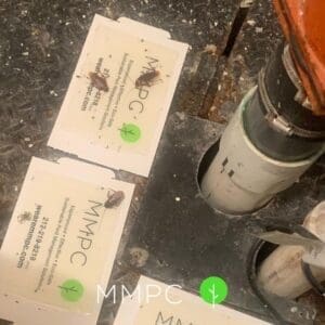 American cockroaches on glue traps