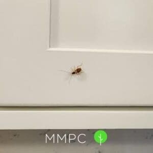 Brown banded cockroach on door