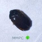 Closeup of black carpet beetle