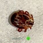 Closeup of male dog tick