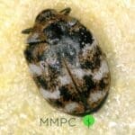 Closeup of varied carpet beetle