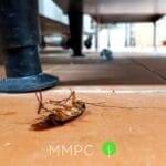 Dead American cockroach