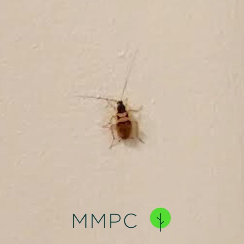 Cockroach Identification & Control - MMPC Pest Library