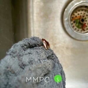 German cockroach in sink