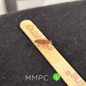 German cockroach on stick