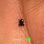 Male deer tick