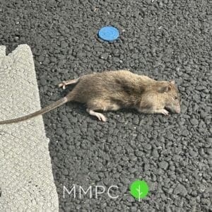 Norway rat on pavement