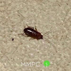 Oriental cockroach on ground