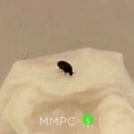 black carpet beetle side