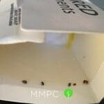 carpet beetles in glue trap