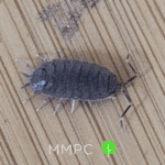 closeup of sow bug