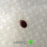 engorged tick after feeding