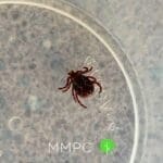 female dog tick