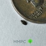 varied carpet beetle next to quarter