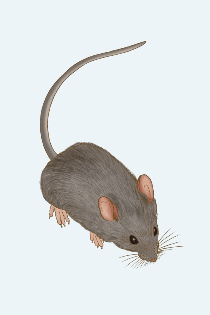 House mouse