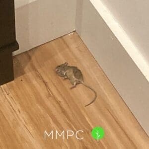 dead house mouse