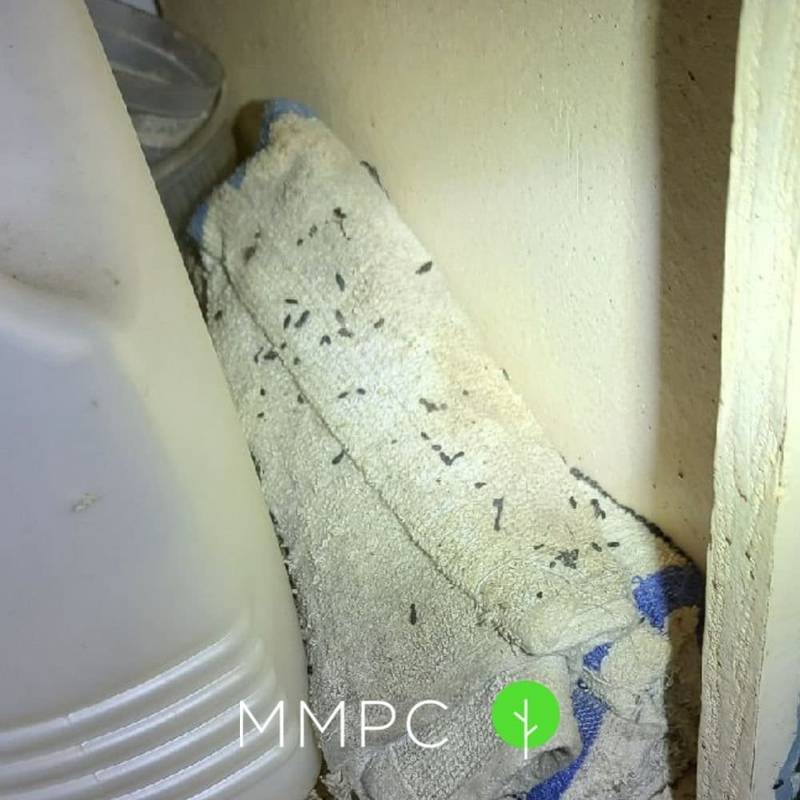 mouse droppings under sink