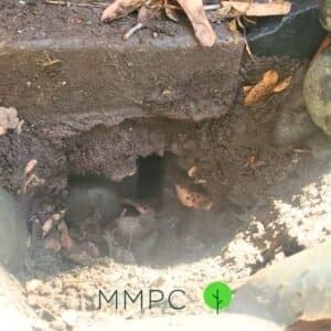 rat burrow under concrete slab