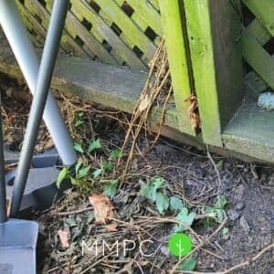 rat burrow under fence