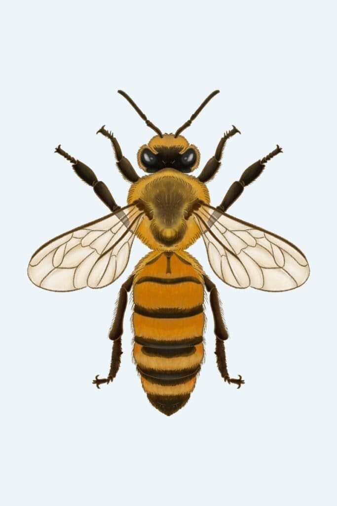 Bees