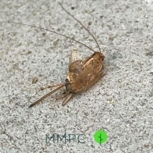 Dead house cricket