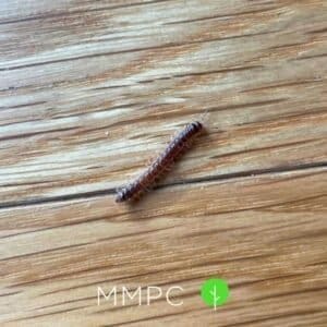 Garden millipede close up