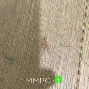 House centipede on floor