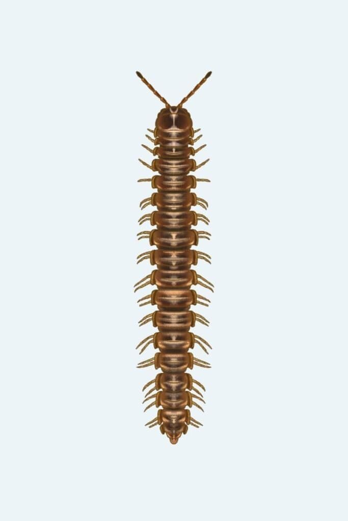 Millipedes